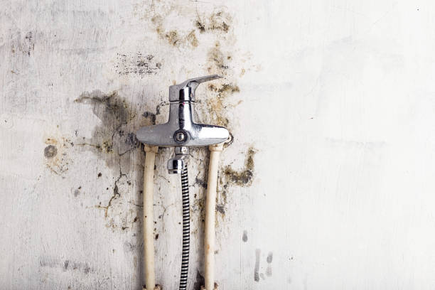 Best Mold Remediation  in Dudley, NC