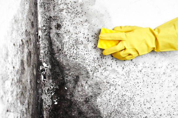 Best Mold Removal Process  in Dudley, NC