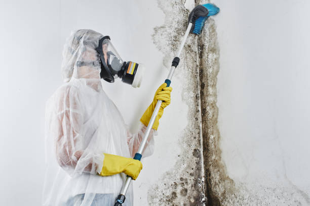 Best Affordable Mold Removal  in Dudley, NC