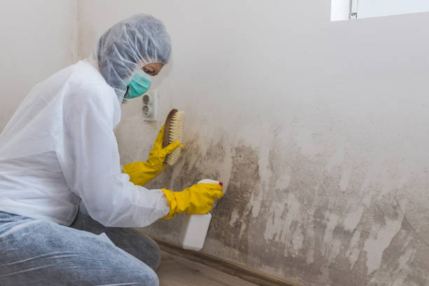 Best Commercial Mold Removal  in Dudley, NC
