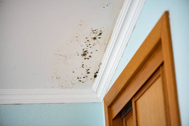 Water Damage Restoration in Dudley, NC