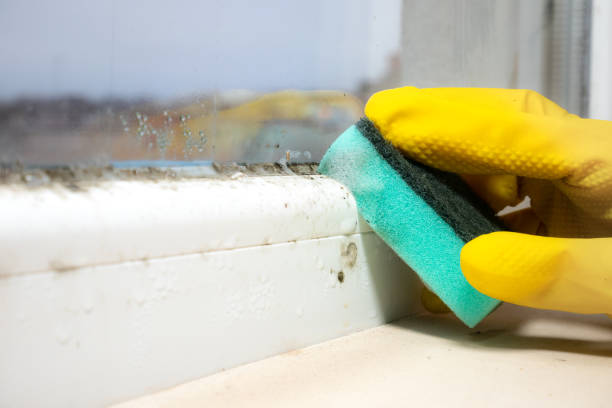 Best Office Mold Removal Services  in Dudley, NC
