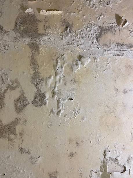 Best Local Mold Removal Service  in Dudley, NC