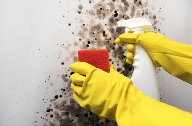 Best Mold Removal Company Near Me  in Dudley, NC