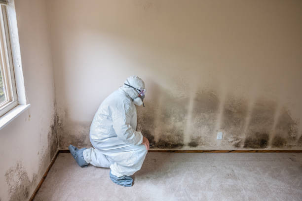 Mold Removal and Inspection in Dudley, NC