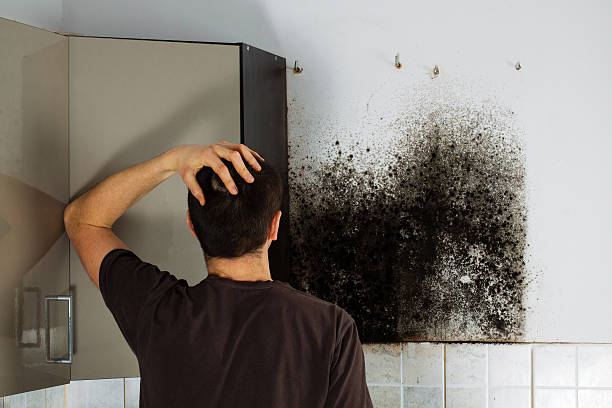 Best Fast Mold Removal  in Dudley, NC