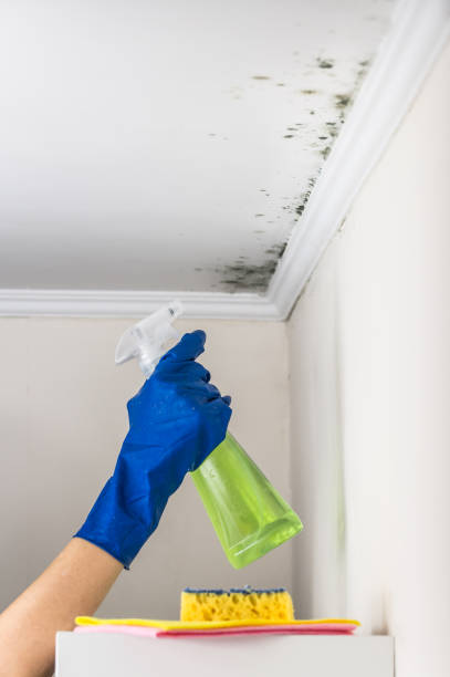 Best Attic Mold Removal  in Dudley, NC