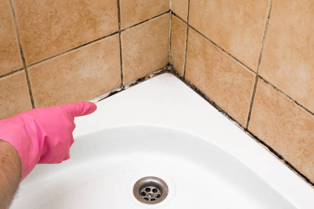 Reliable Dudley, NC Mold Removal Solutions