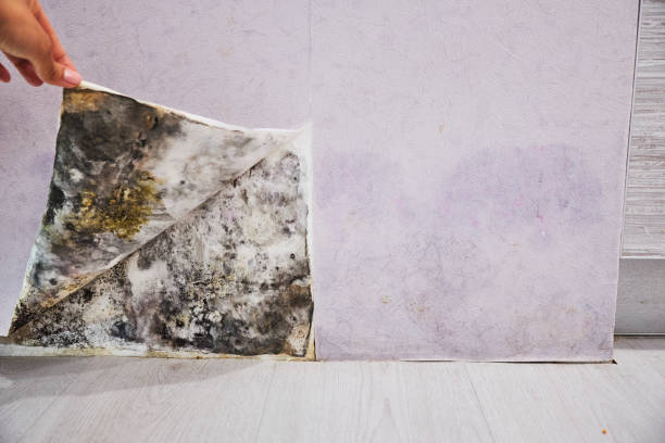 Mold Testing and Removal in Dudley, NC